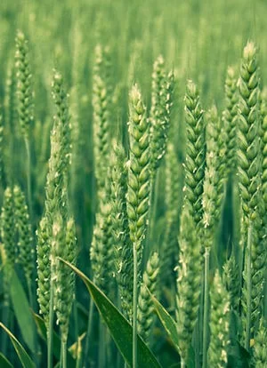 Озимая пшеница ШКОЛА в Краснодаре от производителя! «Семеноводство Кубани»